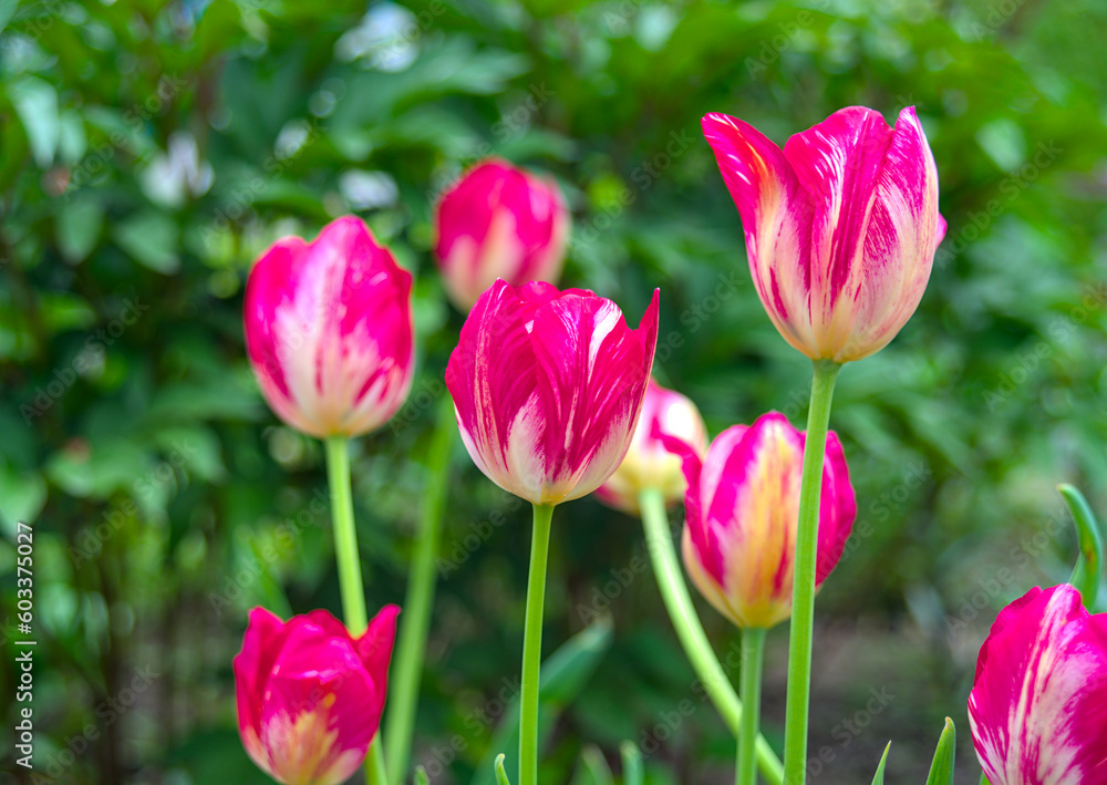 Tulip Alectric display bi-coloured blooms throughout spring. Tulip Alectric display bi-coloured blooms throughout spring.