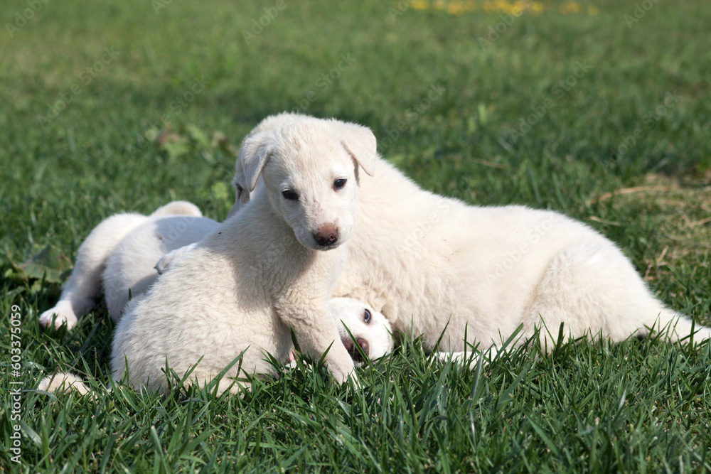 akbash dog puppies are playing akbash dog puppies are playing