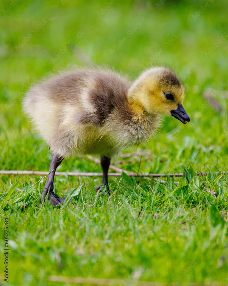 Obraz premium cute gosling chick in the green grass