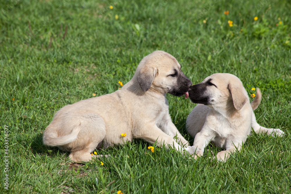 sivas kangal dogs puppies in the garden sivas kangal dogs puppies in the garden