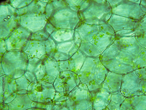 Konstfotografi Squash cells texture seen in biological optical microscope
