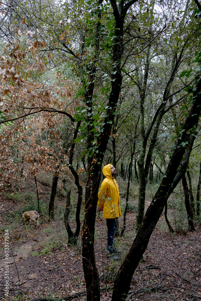 man in yellow mackintosh walking dog in the rainy forest, wet landscape of enzyme and other trees