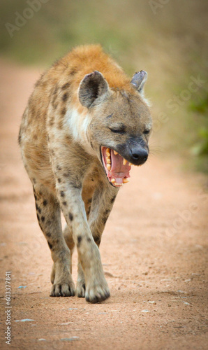 Spotted Hyena at Sunset in Africa