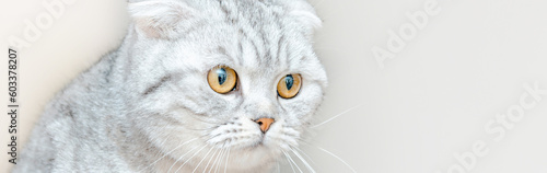 A cute cat at a vet clinic.Scottish breed cat at veterinary office.Banner,advertisement.Close-up.Copy space.