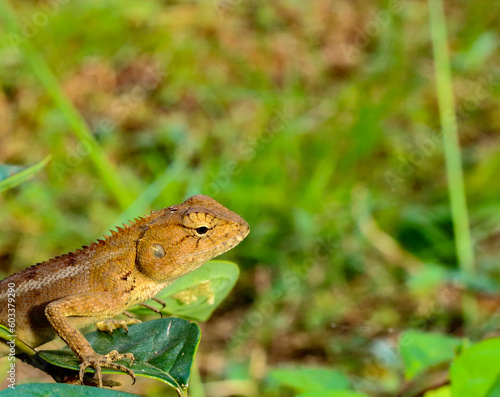 Close up of chameleon or lizard on green shrub in the garden with blur background.