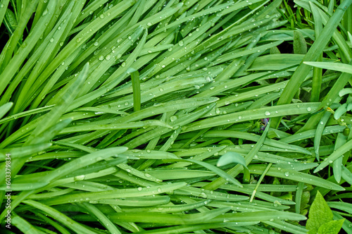Juicy green grass with dew drops. Grass after the rain close-up.
