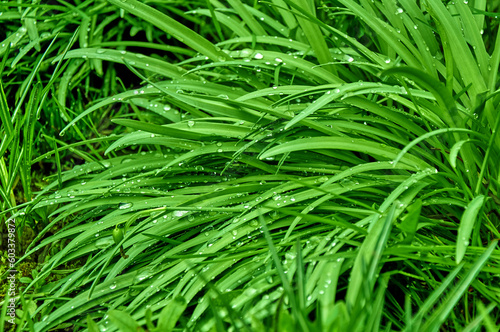 Juicy green grass with dew drops. Grass after the rain close-up.
