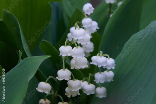 garden lily of the valley