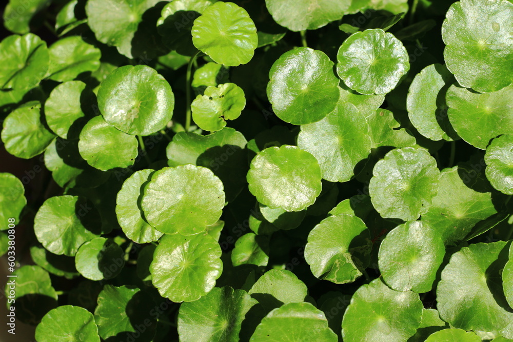 Green leaf of Asiatic Pennywort in the garden. Background and texture of green leaves in the sunny day. Green leaf of Asiatic Pennywort in the garden. Background and texture of green leaves in the sunny day.
