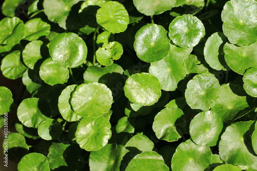 Green leaf of Asiatic Pennywort in the garden. Background and texture of green leaves in the sunny day. 
