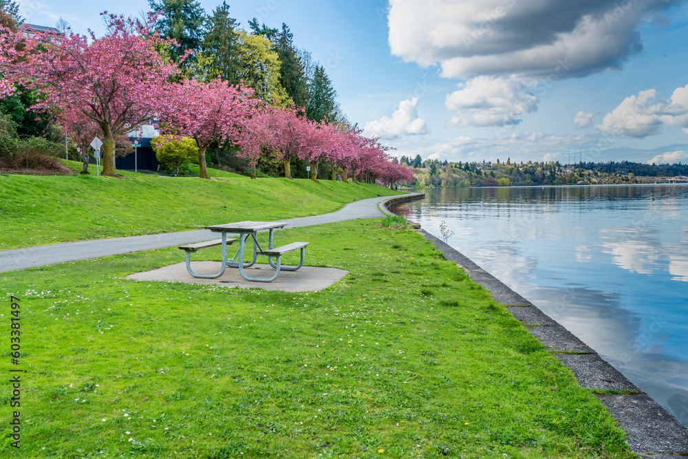 Fototapeta premium Lake Shoreline Cherry Blossoms 7