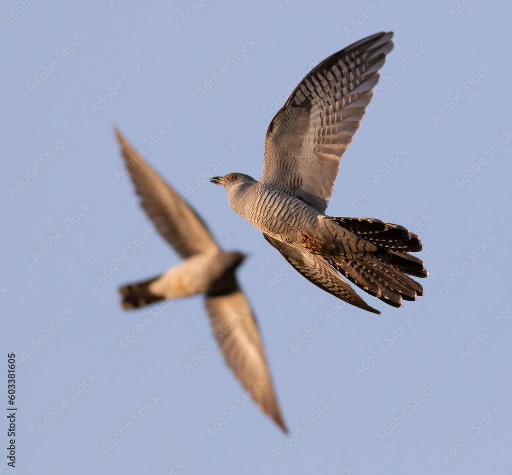 Obraz premium Common cuckoo, Cuculus canorus. Bird shot close-up, white background, cut out