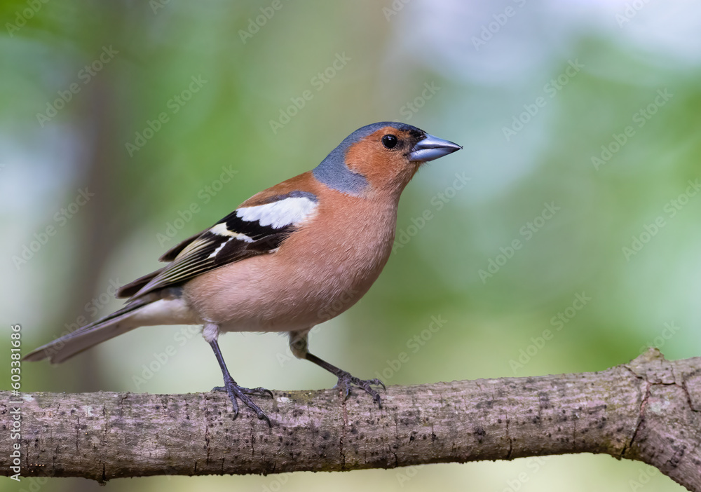 Common chaffinch, Fringilla coelebs. A male bird sitting on a tree branch Common chaffinch, Fringilla coelebs. A male bird sitting on a tree branch