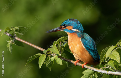 Сommon kingfisher, Alcedo atthis. A bird sits on a branch among the leaves, a beautiful background