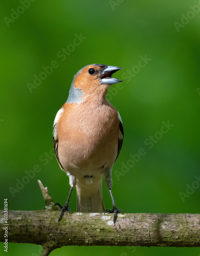 Common chaffinch, Fringilla coelebs. The male sits on a branch and sings with a beautiful background
