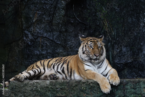 Close up bengal tiger is beautiful animal and dangerous in forest