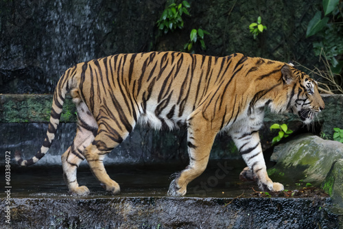 Close up bengal tiger is beautiful animal and dangerous in forest