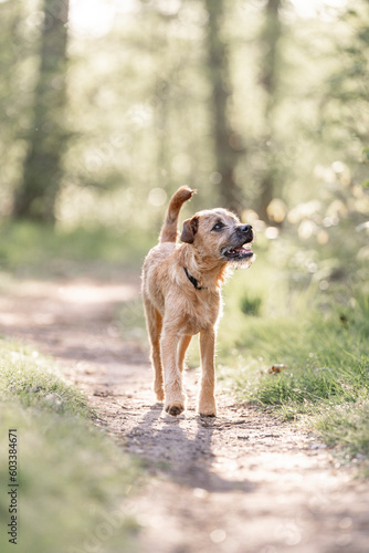 Dutch Smoushond puppy dog very cute and beige from colour in spring time with fresh green