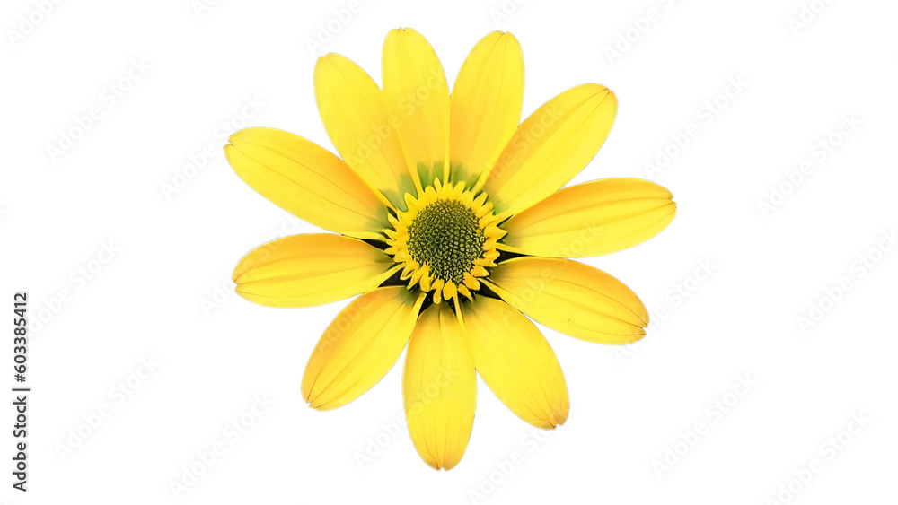 Yellow daisy flower isolated on white background. Yellow daisy flower isolated on white background.