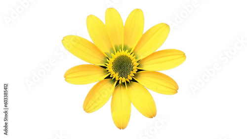 Yellow daisy flower isolated on white background.