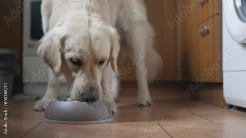 Golden retriever. Golden retriever eats food from a gray bowl. a golden retriever eats dog food from his bowl in a kitchen, food for pets. golden retriever eating food in a bowl. horizontal video. Pet