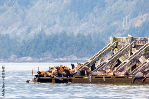 Photography Stellar Sealions in sun, resting