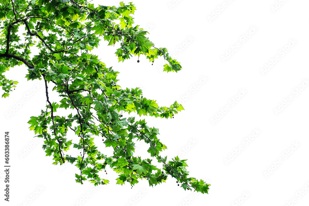 Naklejka premium Green leaves and branches isolated on white background. Earth concept for design and decoration
