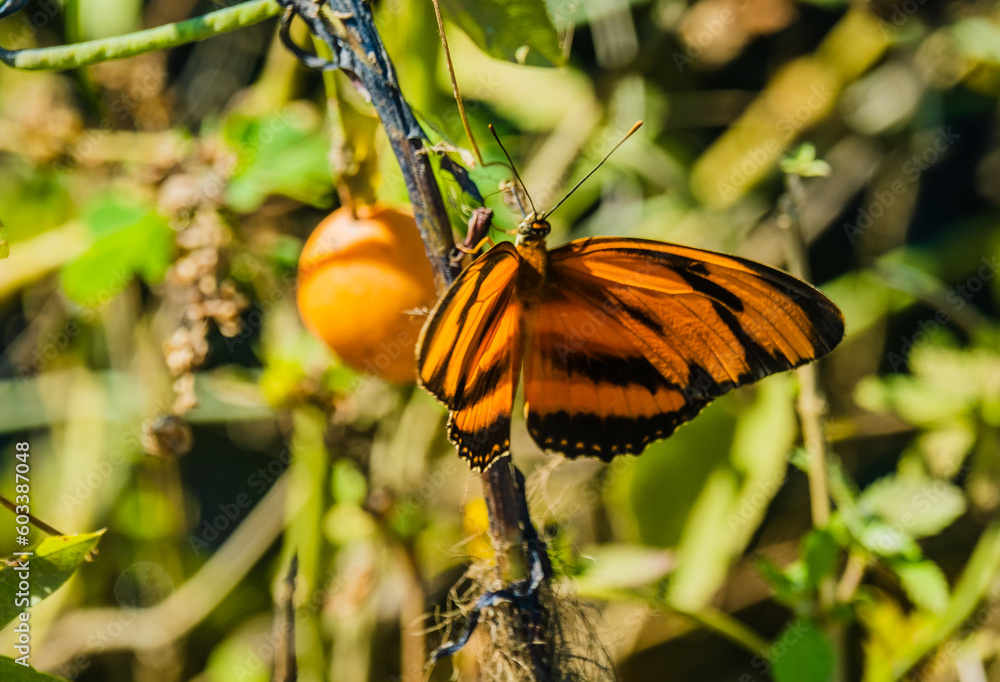 orange butterflies, also known as julia, dryas or flame butterfly puddle near swamp, fly around and flit from one place to another displaying colors