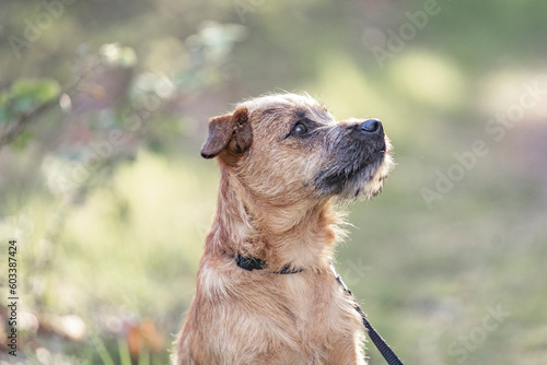 Dutch Smoushond puppy dog very cute and beige from colour in spring time with fresh green