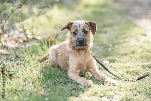Dutch Smoushond puppy dog very cute and beige from colour in spring time with fresh green