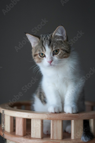 Fototapeta Naklejka Na Ścianę i Meble -  scottish tabby cat stand and looking to outside