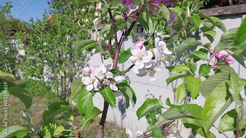 A bee pollinates flowers on a tree