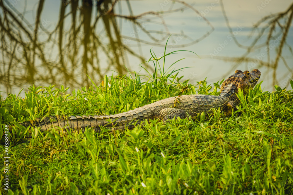 The yacare caiman crocodile Family: Alligatoridae in Pantanal jungle Brazil The yacare caiman crocodile Family: Alligatoridae in Pantanal jungle Brazil