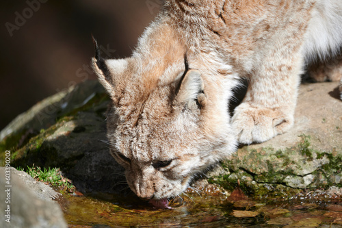 Wild cat drinking water from puddle in nature photo