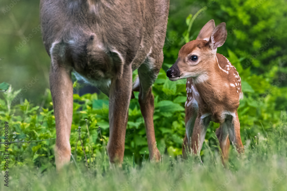 Fototapeta premium Fawn on evening rounds