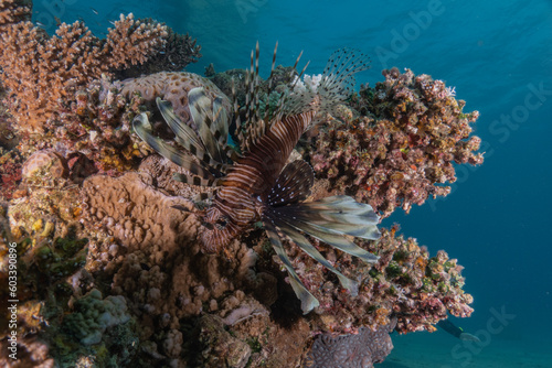 Lion fish in the Red Sea colorful fish, Eilat Israel 