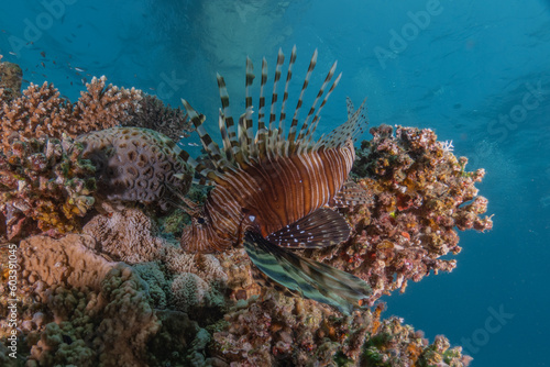 Lion fish in the Red Sea colorful fish, Eilat Israel 