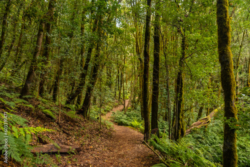Path between moss covered trees in the evergreen cloud forest of Garajonay National Park  La Gomera  Canary Islands  Spain.