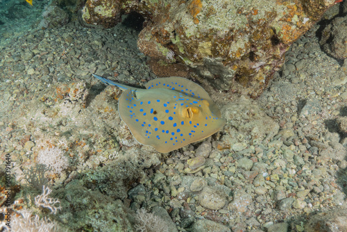 Blue-spotted stingray On the seabed in the Red Sea 