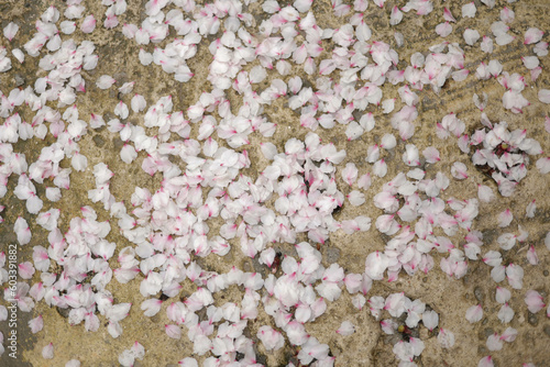 flower petals on the surface, rose petals