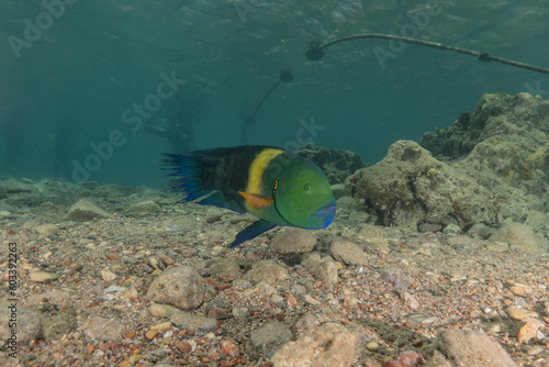 Fish swimming in the Red Sea, colorful fish, Eilat Israel 