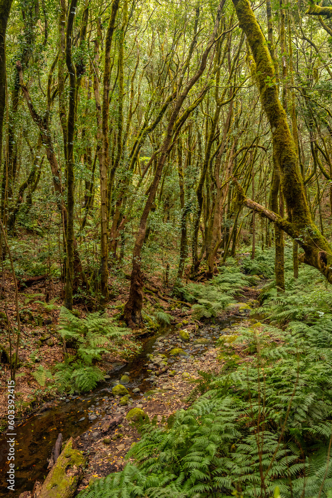 A small river between mossy trees in the evergreen cloud forest of Garajonay National Park, La Gomera, Canary Islands, Spain. A small river between mossy trees in the evergreen cloud forest of Garajonay National Park, La Gomera, Canary Islands, Spain.