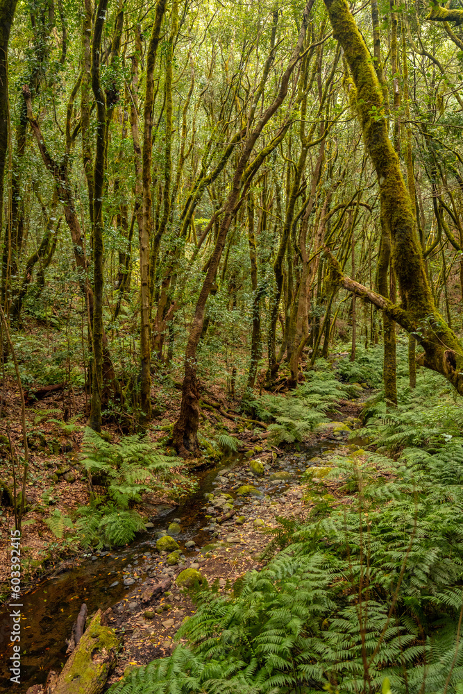 A small river between mossy trees in the evergreen cloud forest of Garajonay National Park, La Gomera, Canary Islands, Spain.