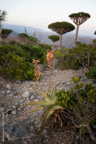 Aloes
