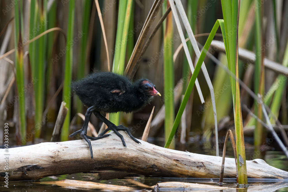 Baby bird of Common moorhen (Gallinula chloropus) in its natural environment. A water-loving bird inhabiting reed areas Baby bird of Common moorhen (Gallinula chloropus) in its natural environment. A water-loving bird inhabiting reed areas