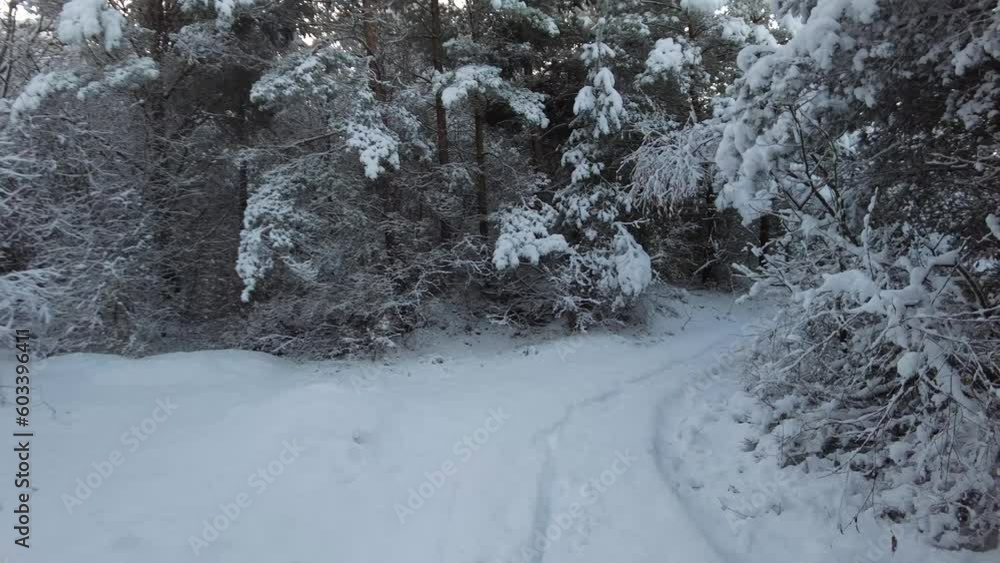 Walking in the forest after heavy snow with trees and calm weather Walking in the forest after heavy snow with trees and calm weather