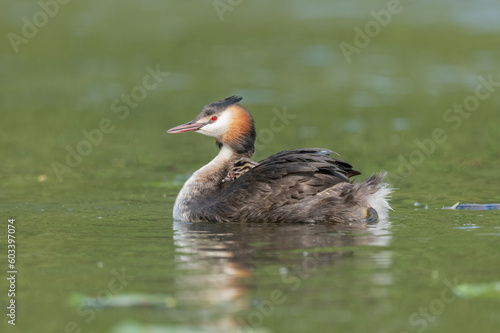 Great Crested Grebe (Podiceps cristatus) with her chicks a few days old on a river.