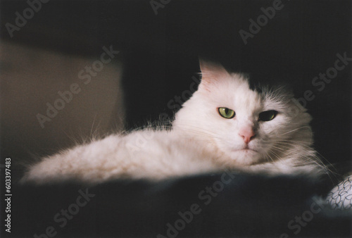 Canvas Print White Turkish Angora Cat Portrait in Home Interior