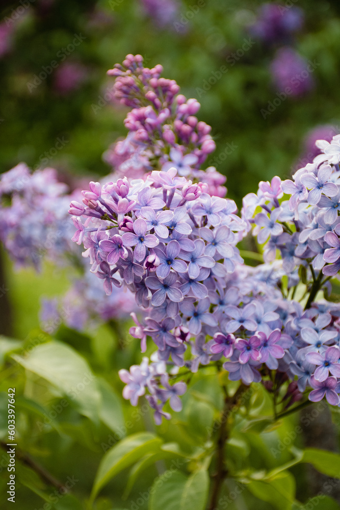purple beautiful blooming lilac for screensavers, interior purple beautiful blooming lilac for screensavers, interior