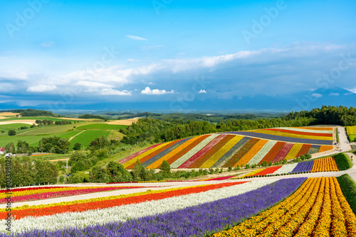 四季彩の丘（美瑛町）